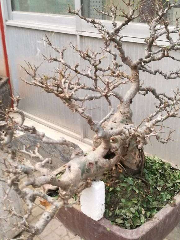 为什么榔榆下山桩要摘叶 图片