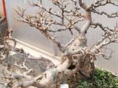 为什么榔榆下山桩要摘叶 图片