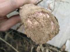 为什么红霉素软膏可以处理榔榆下山桩的伤口