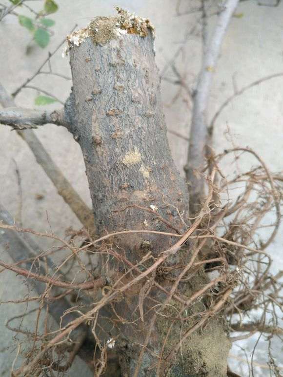 榔榆下山桩什么时候定型修剪最好 图片