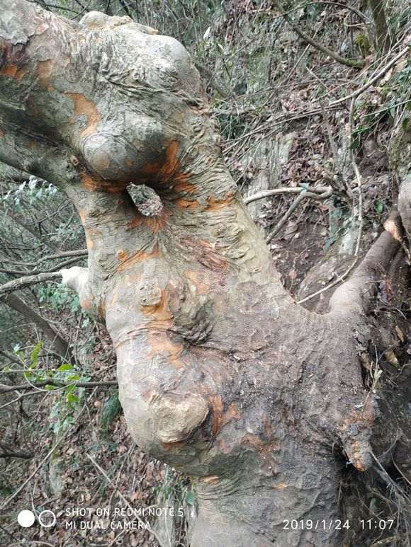 榔榆下山桩什么时候定型修剪最好 图片