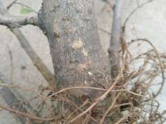 榔榆下山桩什么时候定型修剪最好 图片