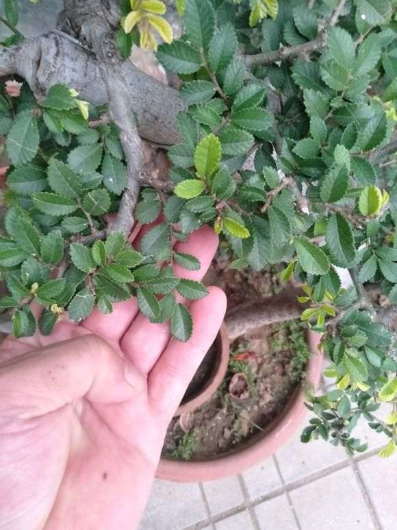 榔榆下山桩的大叶和小叶有什么区别 图片