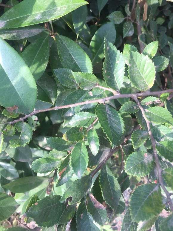 榔榆下山桩的大叶和小叶有什么区别 图片