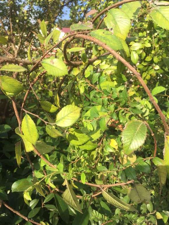 榔榆下山桩的大叶和小叶有什么区别 图片