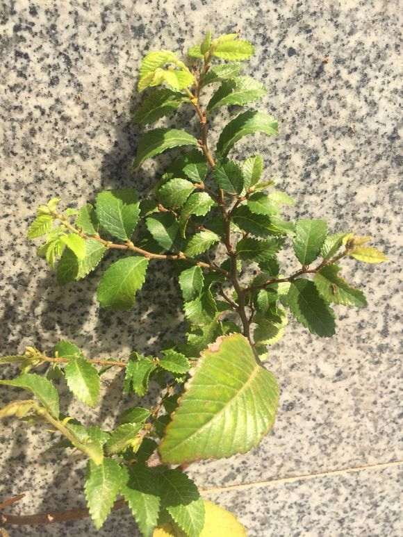 榔榆下山桩的大叶和小叶有什么区别 图片