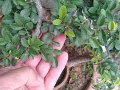 榔榆下山桩的大叶和小叶有什么区别 图片