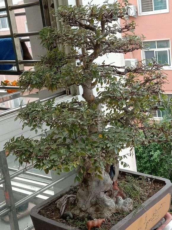 榔榆下山桩叶子怎么有点黄了 图片