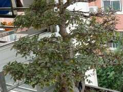 榔榆下山桩叶子怎么有点黄了 图片