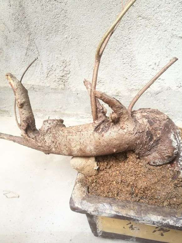 各位大师 这两棵是榔榆下山桩吗 图片