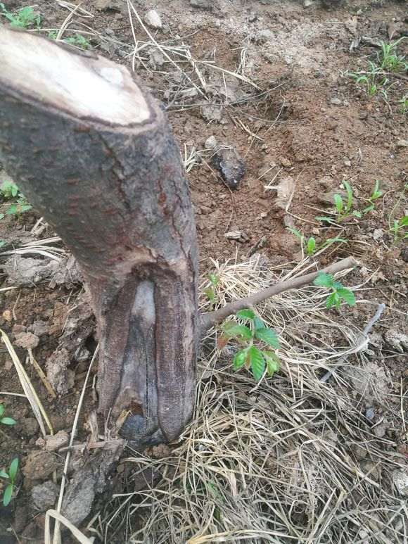 各位大师 这两棵是榔榆下山桩吗 图片