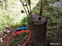 在湖北怎么扦插榔榆下山桩的方法 图片