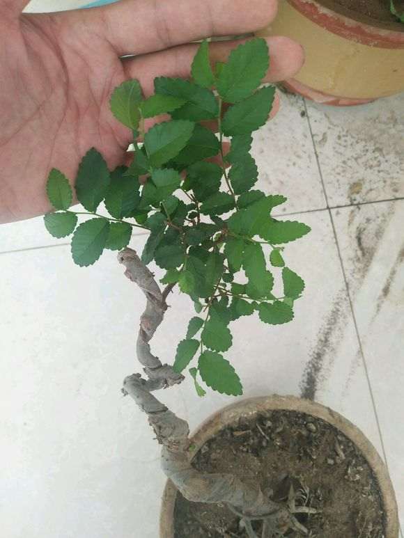 这是不是小叶榆树下山桩 怎么区别 图片