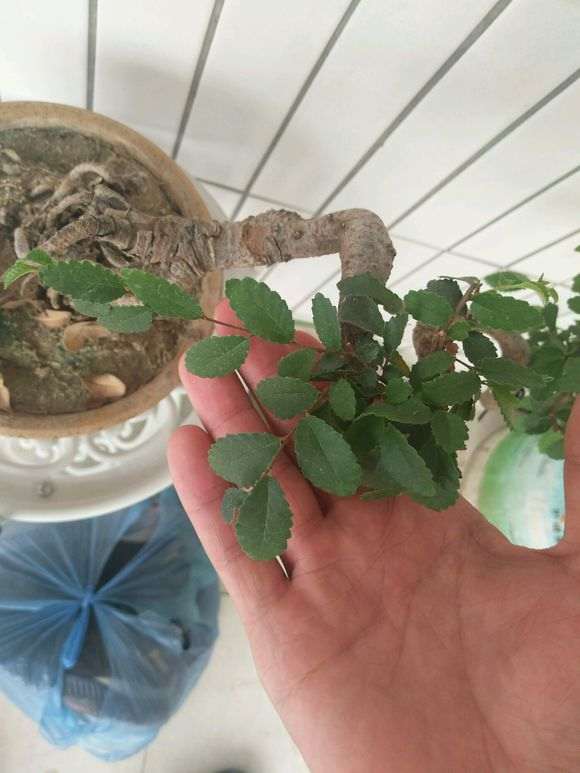 这是不是小叶榆树下山桩 怎么区别 图片