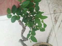 这是不是小叶榆树下山桩 怎么区别 图片