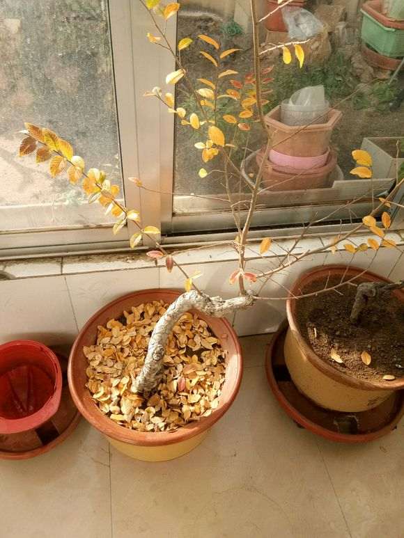 榔榆下山桩现在下山地栽可以吗 图片