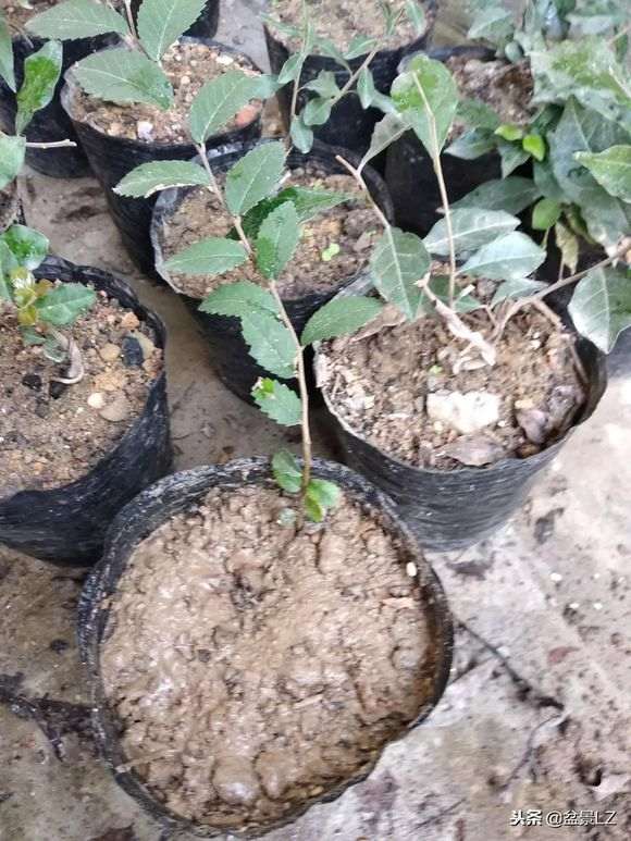 榔榆下山桩现在下山地栽可以吗 图片