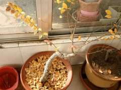 榔榆下山桩现在下山地栽可以吗 图片