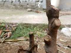 为什么山榆与榔榆下山桩分不清 图片