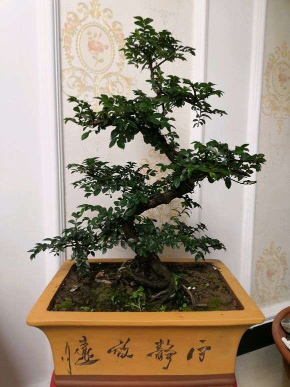 小叶榔榆下山桩 50元 贵不贵 图片 大家看