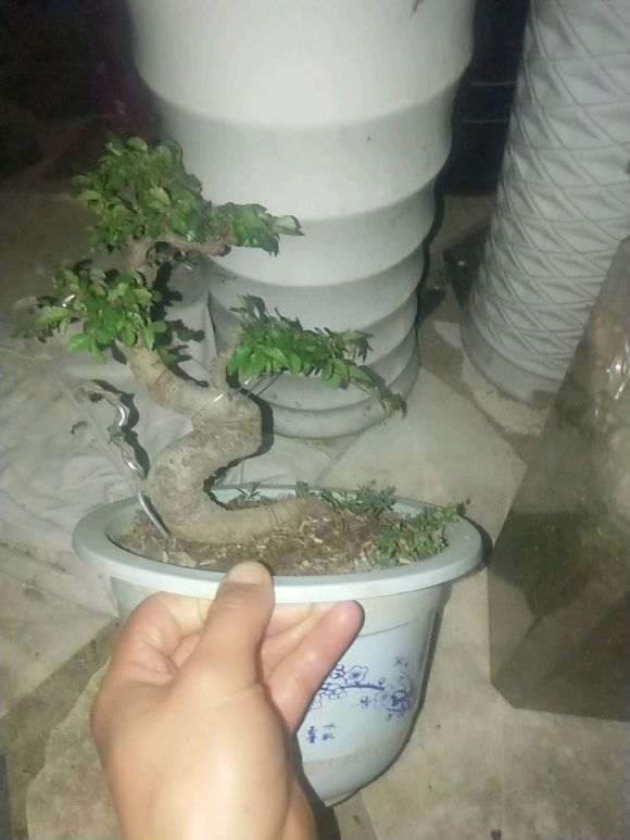 小叶榔榆下山桩 50元 贵不贵 图片 大家看