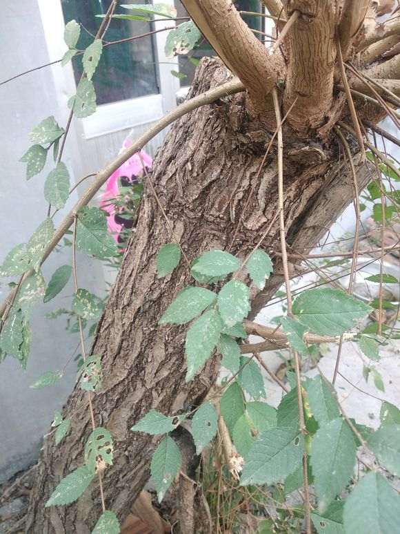 这是榔榆下山桩 还是家榆 还是别的榆树