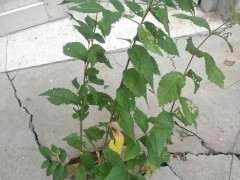 这是榔榆下山桩 还是家榆 还是别的榆树