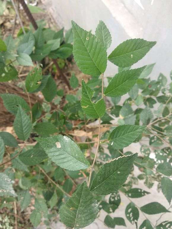 榔榆下山桩和普通榆树下山桩有什么不同