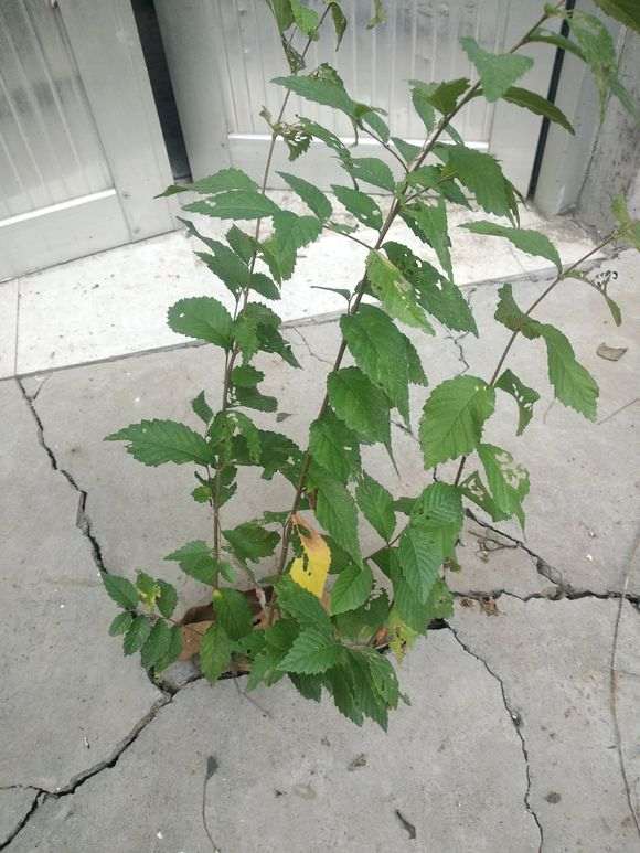 榔榆下山桩和普通榆树下山桩有什么不同