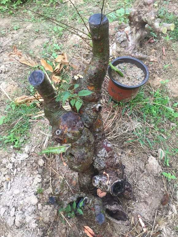 榔榆下山桩为什么不旺 芽很虚弱 图片