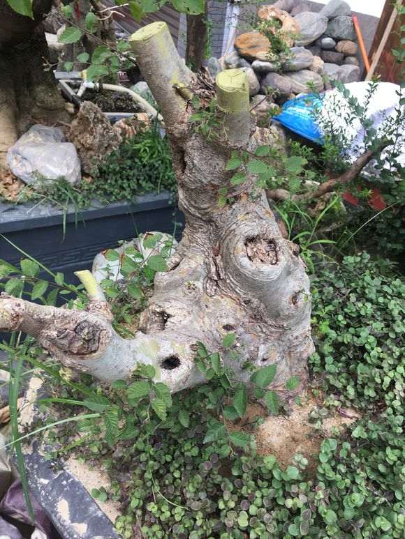 榔榆下山桩为什么不旺 芽很虚弱 图片