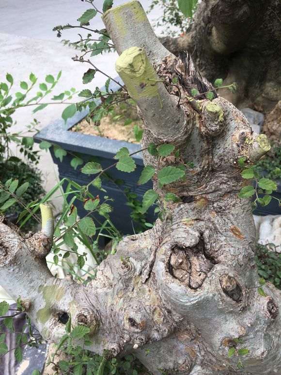 榔榆下山桩为什么不旺 芽很虚弱 图片