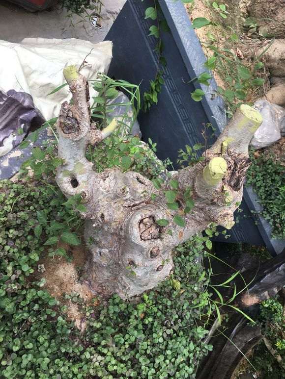 榔榆下山桩为什么不旺 芽很虚弱 图片