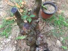 榔榆下山桩为什么不旺 芽很虚弱 图片