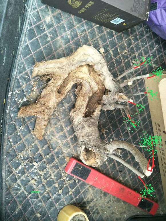 为什么榔榆下山桩还没发芽 图片