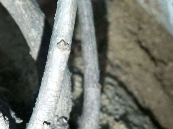 为什么榔榆下山桩还没发芽 图片