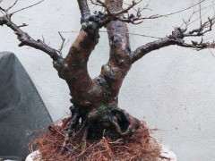 榔榆下山桩怎么洗根换盆的方法 图片