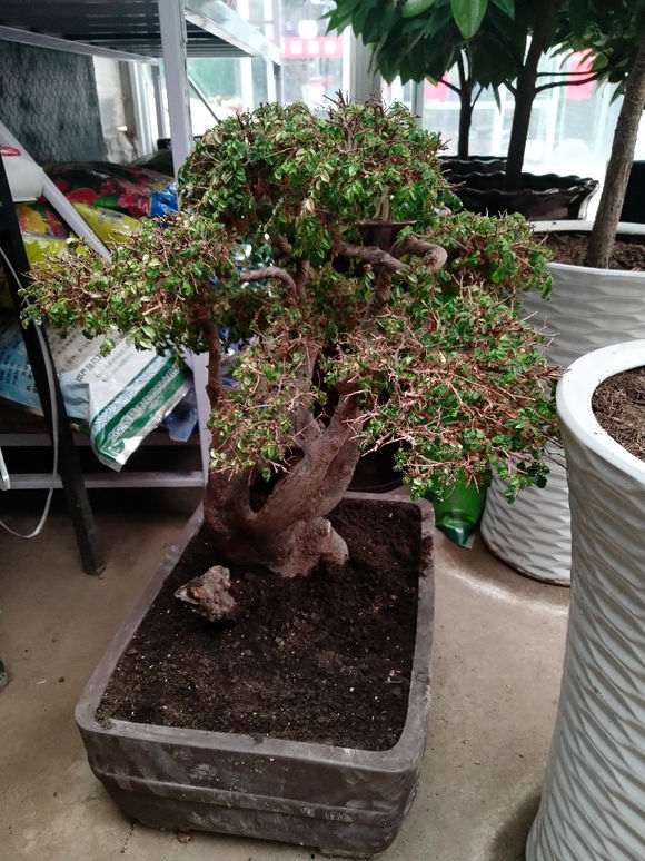 榔榆下山桩什么时候换盆换土最好 图片