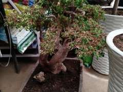 榔榆下山桩什么时候换盆换土最好 图片