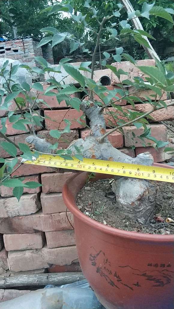 这是花皮榆 还是榔榆下山桩 怎么区别 图片