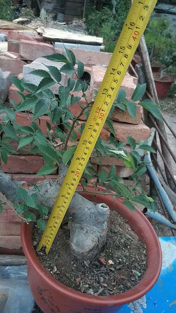 这是花皮榆 还是榔榆下山桩 怎么区别 图片