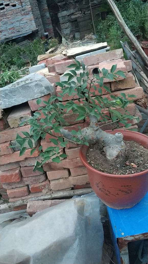 这是花皮榆 还是榔榆下山桩 怎么区别 图片