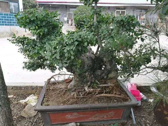 我的榔榆下山桩制作的怎么样 图片