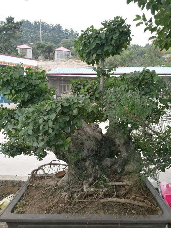 我的榔榆下山桩制作的怎么样 图片