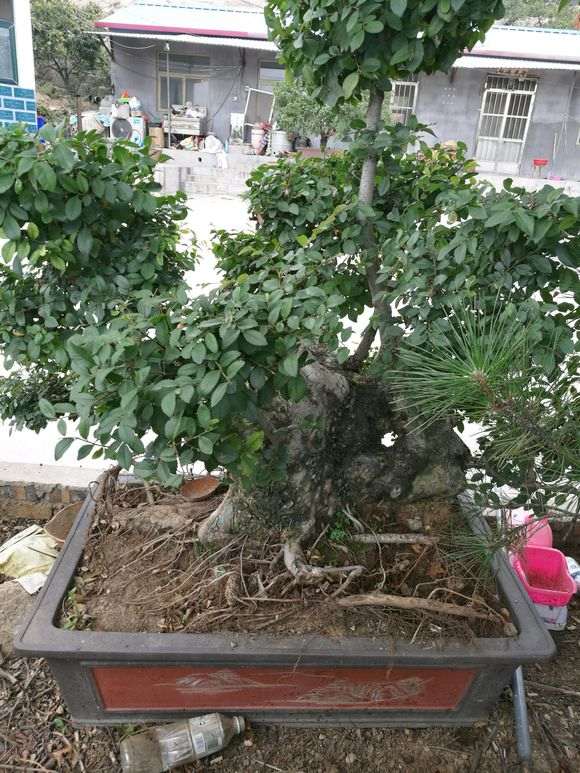 我的榔榆下山桩制作的怎么样 图片