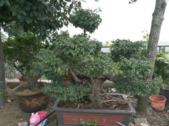 我的榔榆下山桩制作的怎么样 图片