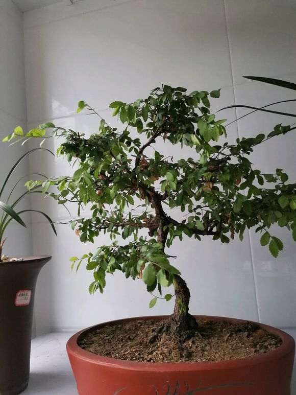 为什么榔榆下山桩蜕皮了 怎么办 图片