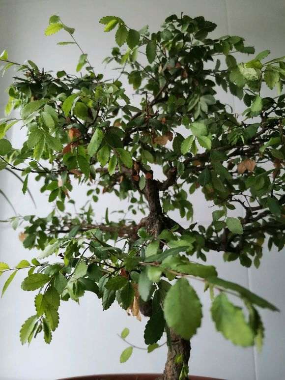 为什么榔榆下山桩蜕皮了 怎么办 图片