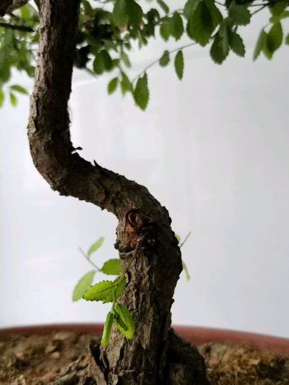 为什么榔榆下山桩蜕皮了 怎么办 图片