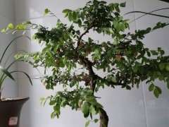 为什么榔榆下山桩蜕皮了 怎么办 图片